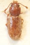 Ahasverus advena