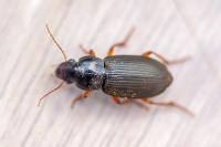 Pseudoophonus rufipes