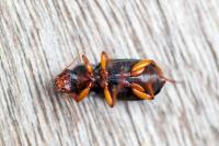 Pseudoophonus rufipes