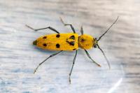 Chlorophorus glabromaculatus