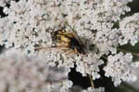 Rutpela maculata