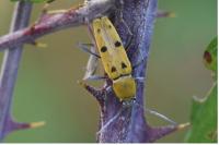 Chlorophorus glabromaculatus