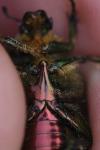 Cetonia aurata