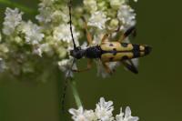Rutpela maculata