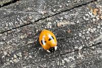 Adalia bipunctata
