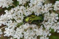 Cetonia aurata