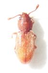 Ahasverus advena