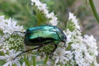 Cetonia aurata