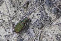 Cicindela campestris
