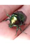 Cetonischema speciosissima