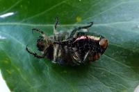 Cetonia aurata
