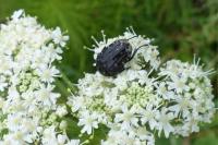 Oxythyrea funesta