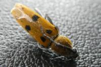 Chlorophorus glabromaculatus