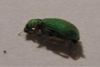 Polydrusus impressifrons