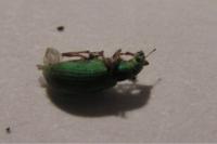 Polydrusus impressifrons