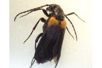 Sitaris muralis