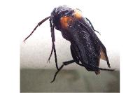 Sitaris muralis