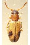 Psammoecus bipunctatus