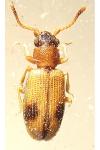 Psammoecus bipunctatus