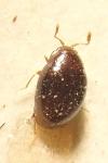 Ootypus globosus