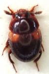 Anisotoma humeralis