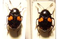 Scaphidium quadrimaculatum