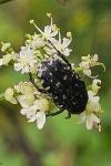 Oxythyrea funesta