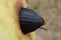 Silpha tristis