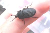 Silpha tristis