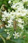 Oedemera nobilis
