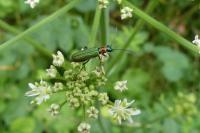 Anogcodes seladonius