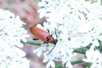 Stictoleptura rubra