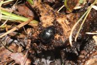 Anoplotrupes stercorosus