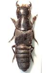 Quedius dilatatus