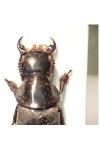Quedius dilatatus
