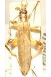 Oedemera femoralis