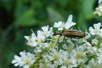 Oedemera nobilis
