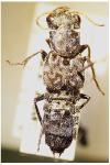 Ontholestes murinus