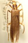 Oedemera femoralis