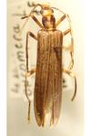 Oedemera femoralis