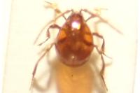 Gibbium psylloides