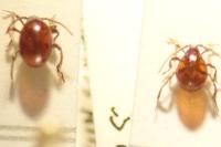 Gibbium psylloides