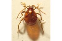 Gibbium psylloides
