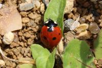 Coccinella septempunctata