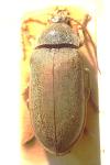 Dascillus cervinus