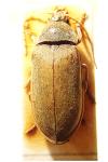 Dascillus cervinus