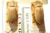 Dascillus cervinus