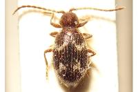 Ptinus rufipes
