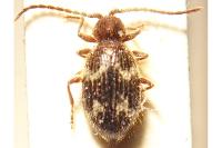 Ptinus rufipes