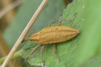 Lixus iridis